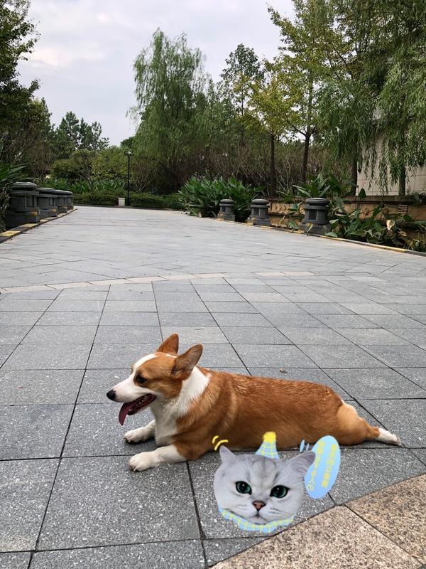 【猫片狗片】猫狗双全?哪儿那么容易 - 知乎