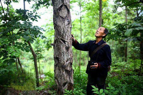 多年采漆的漆树