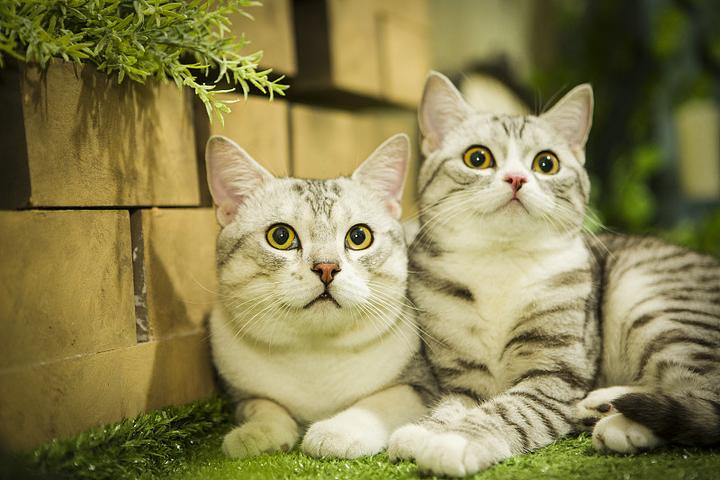 养土猫有什么好炫耀的?这几点告诉你,土猫很优秀 - 知乎