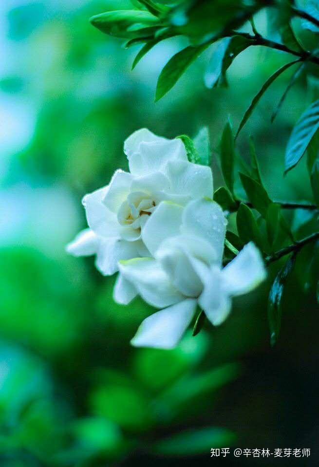 每日一药材:栀子 - 知乎