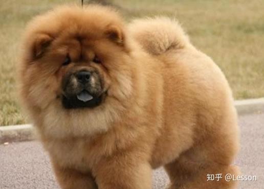 最让人省心的五大宠物狗 懒人必备款 一起来看看吧 知乎
