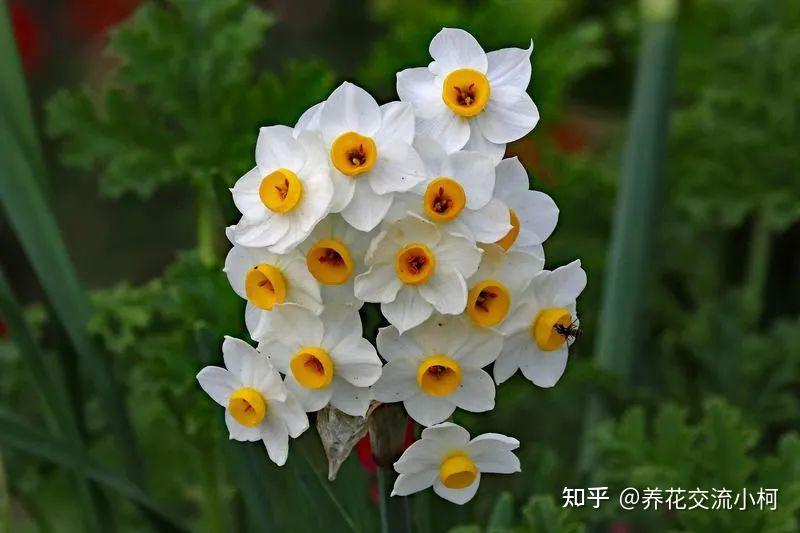 详细了解中国水仙的来历,正确养护方法,附促进复花和切割的技巧 - 知乎