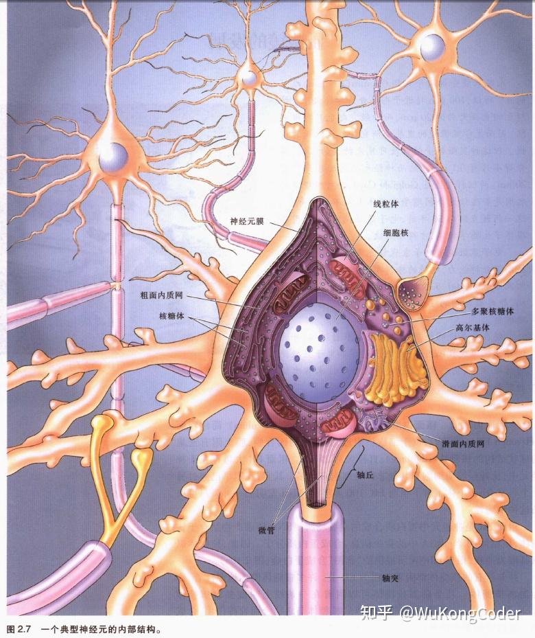 神经科学探索脑第二章神经元和神经胶质细胞