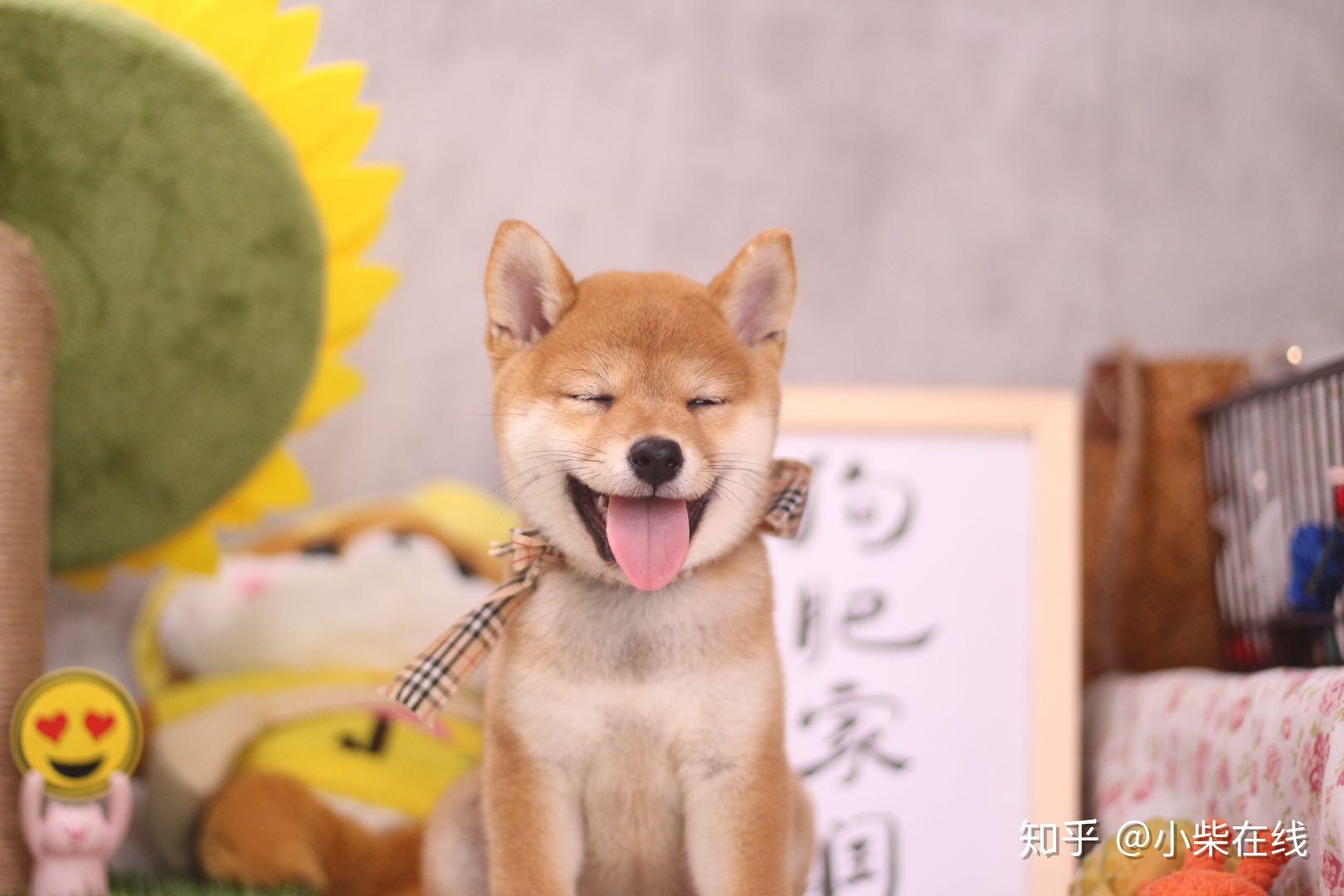 養了柴犬的我發生了天翻地覆的變化