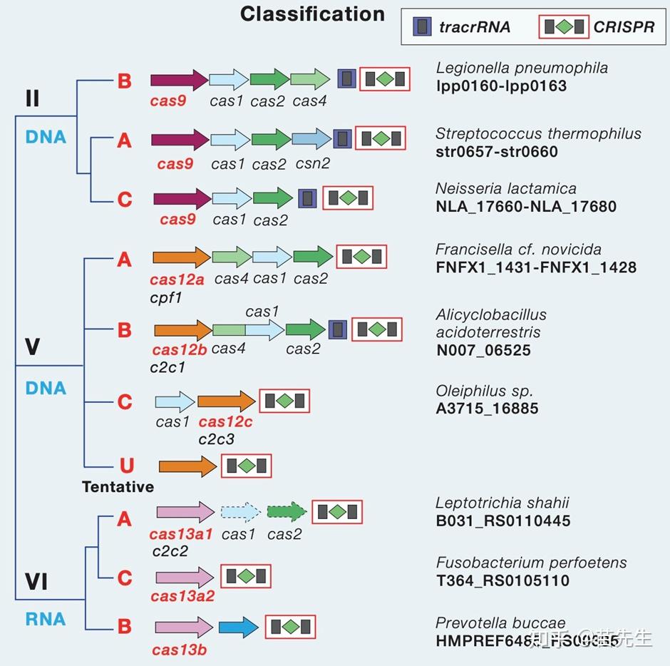 2023年最火热的CRISPR-Cas9基因编辑技术在各个领域的应用 - 知乎