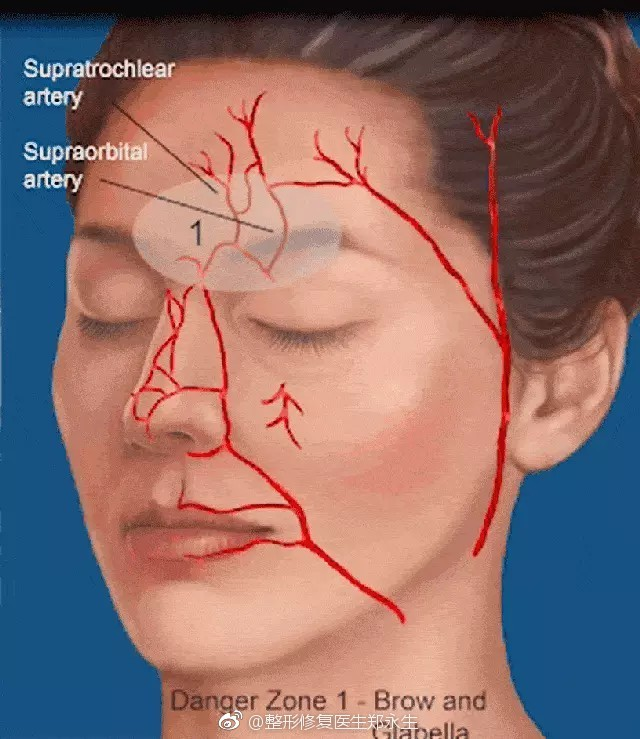 鼻子血管分布图正面图片