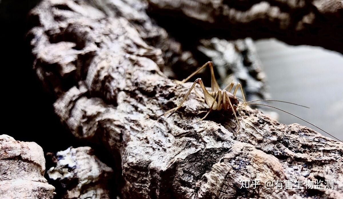 被错解了几百年,你知道蛛丝马迹的真正含义吗? - 知乎