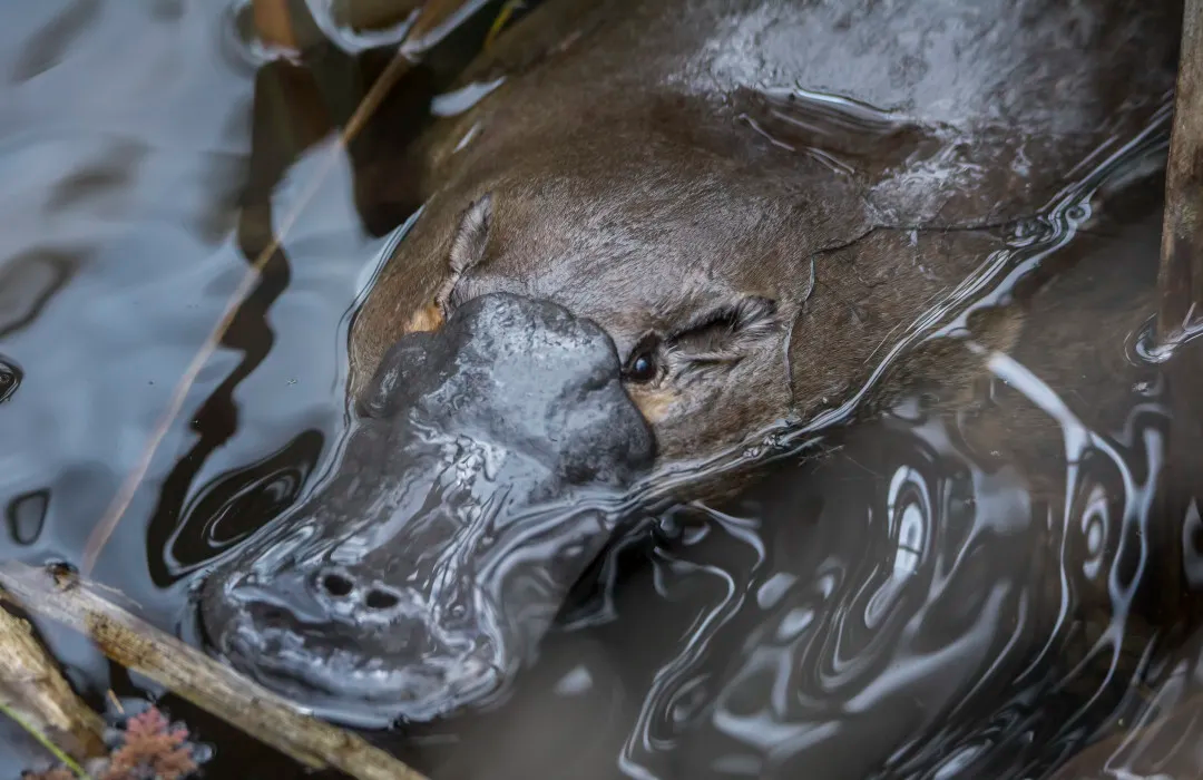 虽然长相和中文名都跟鸭子有关,但鸭嘴兽可是唯二的单孔类哺乳动物(另