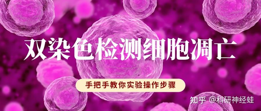 双染色检测细胞凋亡———实验入门全解析 - 知乎