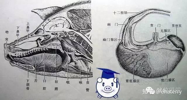 有史以来最全的生猪结构图