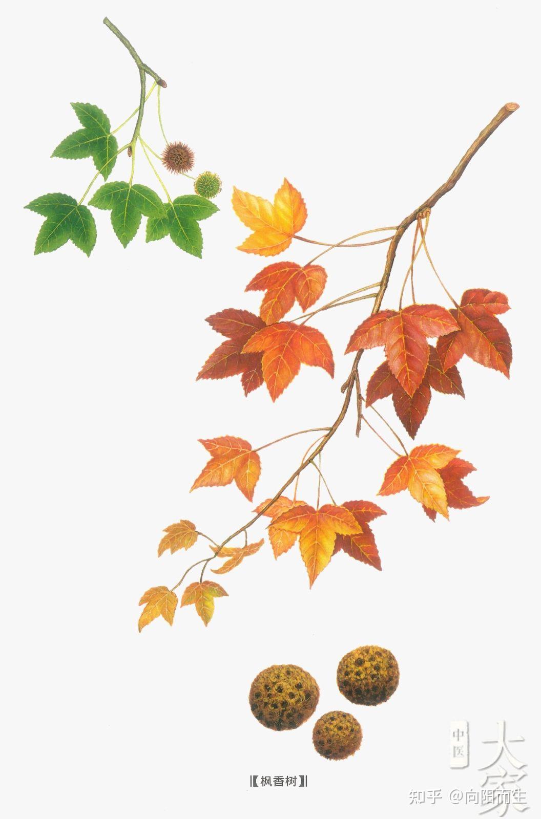 九空九孔路路通,焚烧嗅气痹痛疗,关节肿痛士气低,草医献药枫香果,抗倭