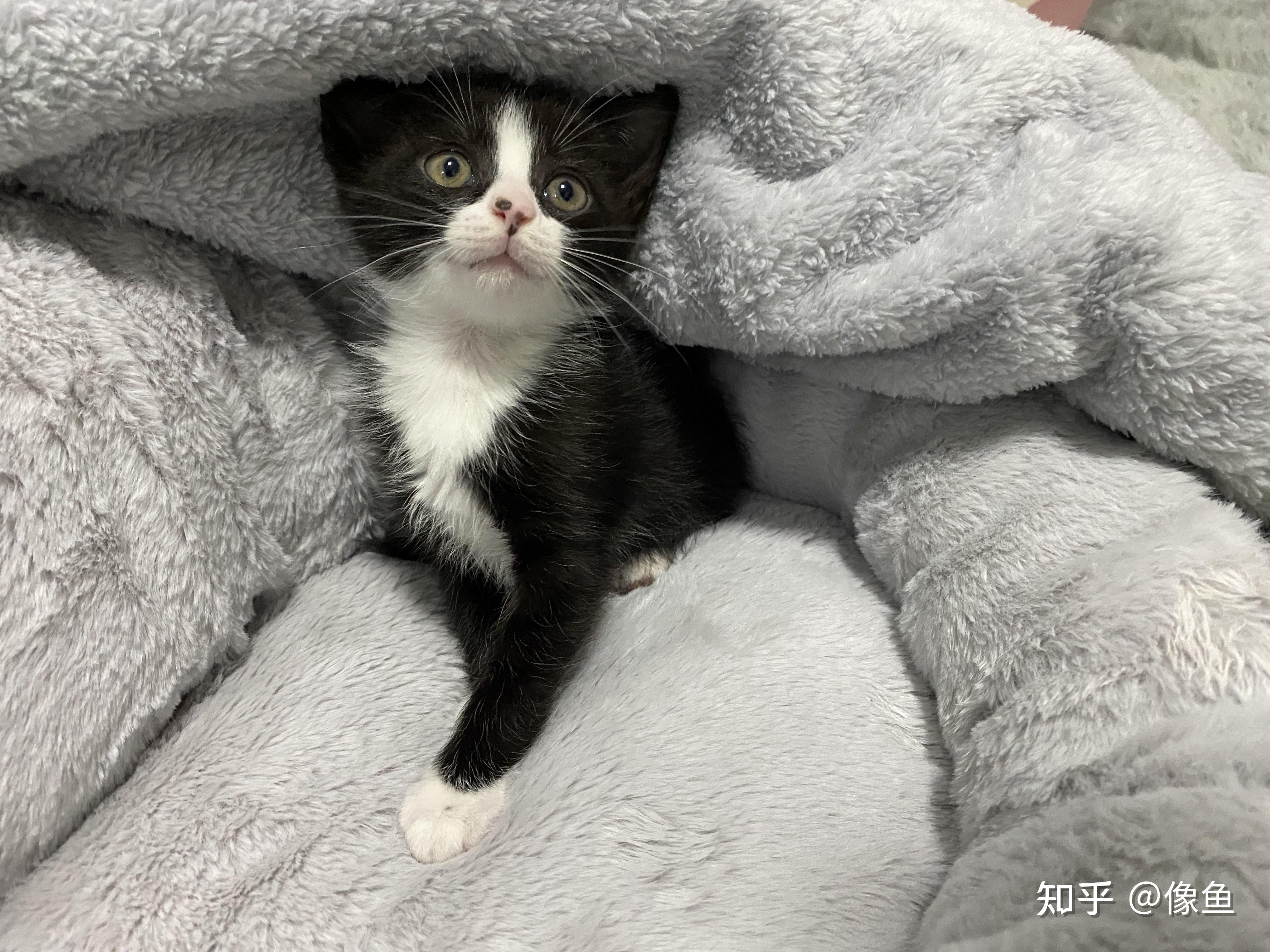 奶牛猫的颜值能高到什么程度