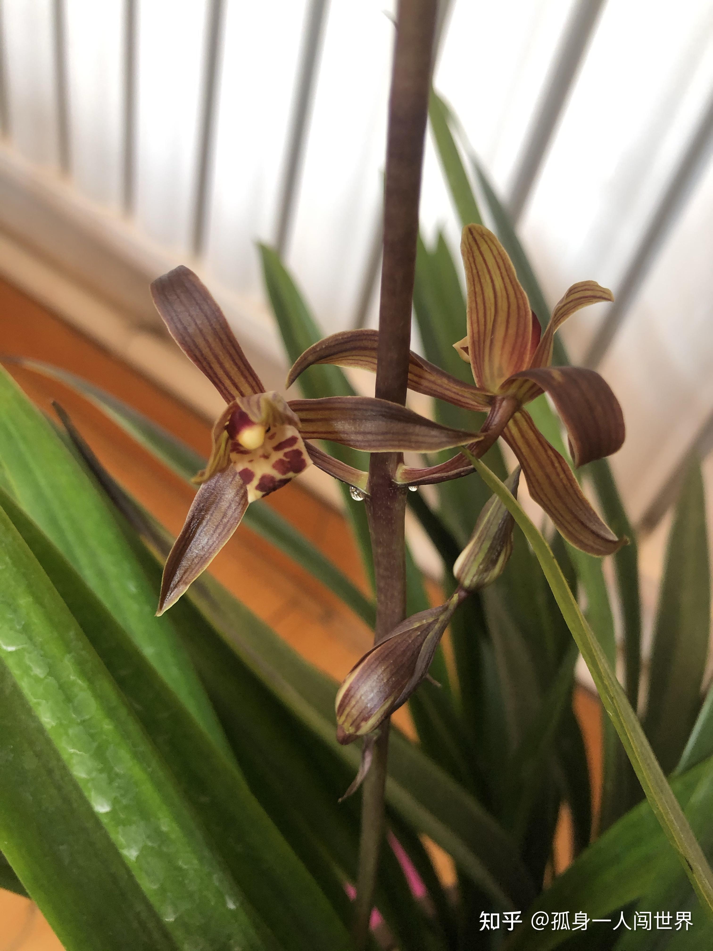 墨兰企黑开品欣赏