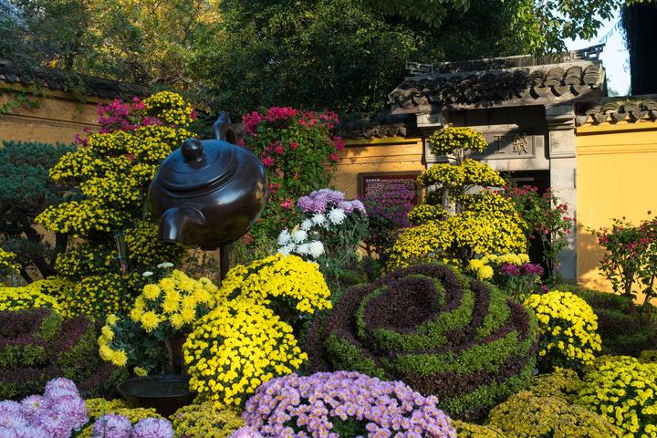 70年悠久历史菊会，6万多株菊花绽放，探访现实版的采菊东篱下- 知乎