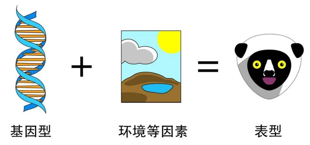 基因型与表型 - 知乎