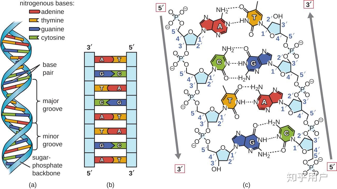 dna属于生物大分子基本骨架为什么不说是碳链而是磷脂和脱氧核糖交替