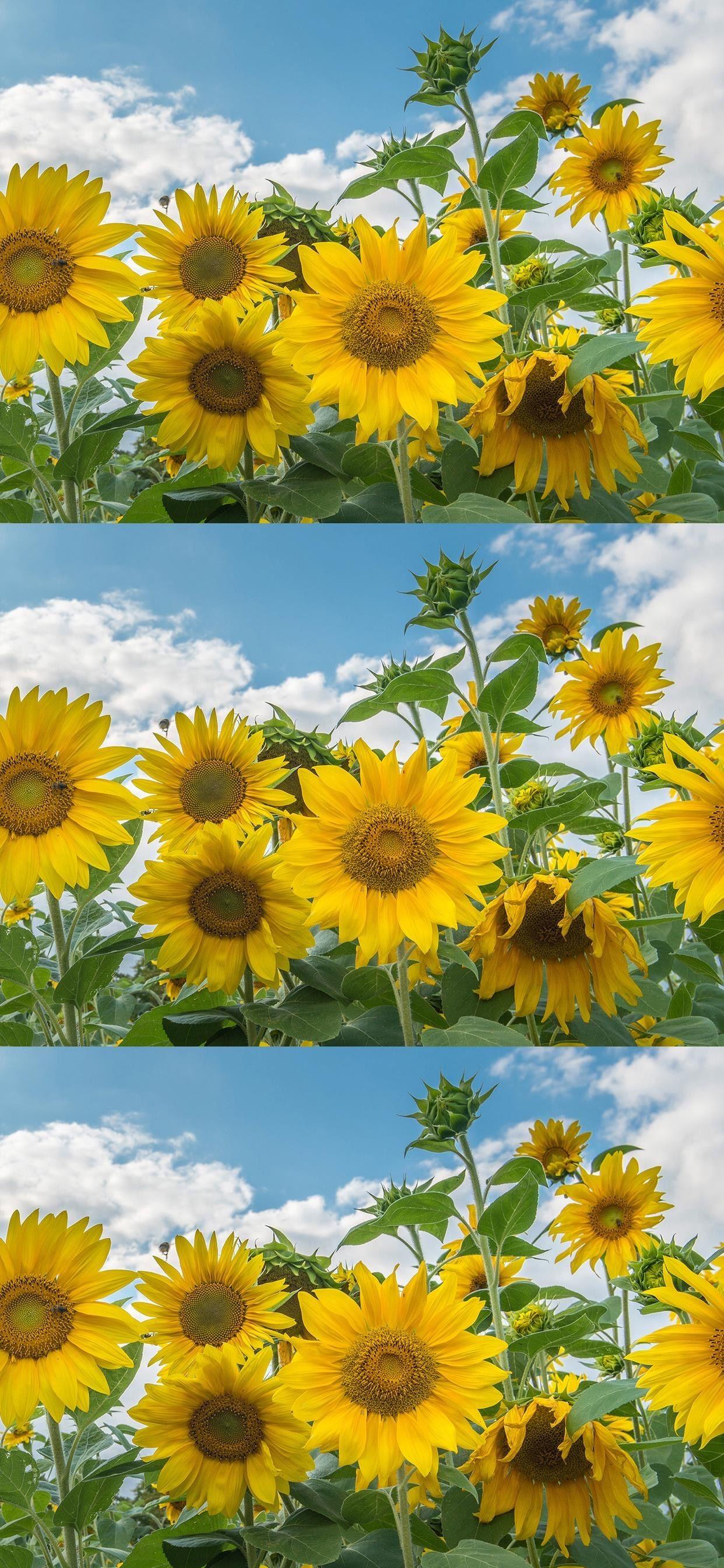 有没有都是向日葵的壁纸呢,让人看了心情超好的? - 知乎