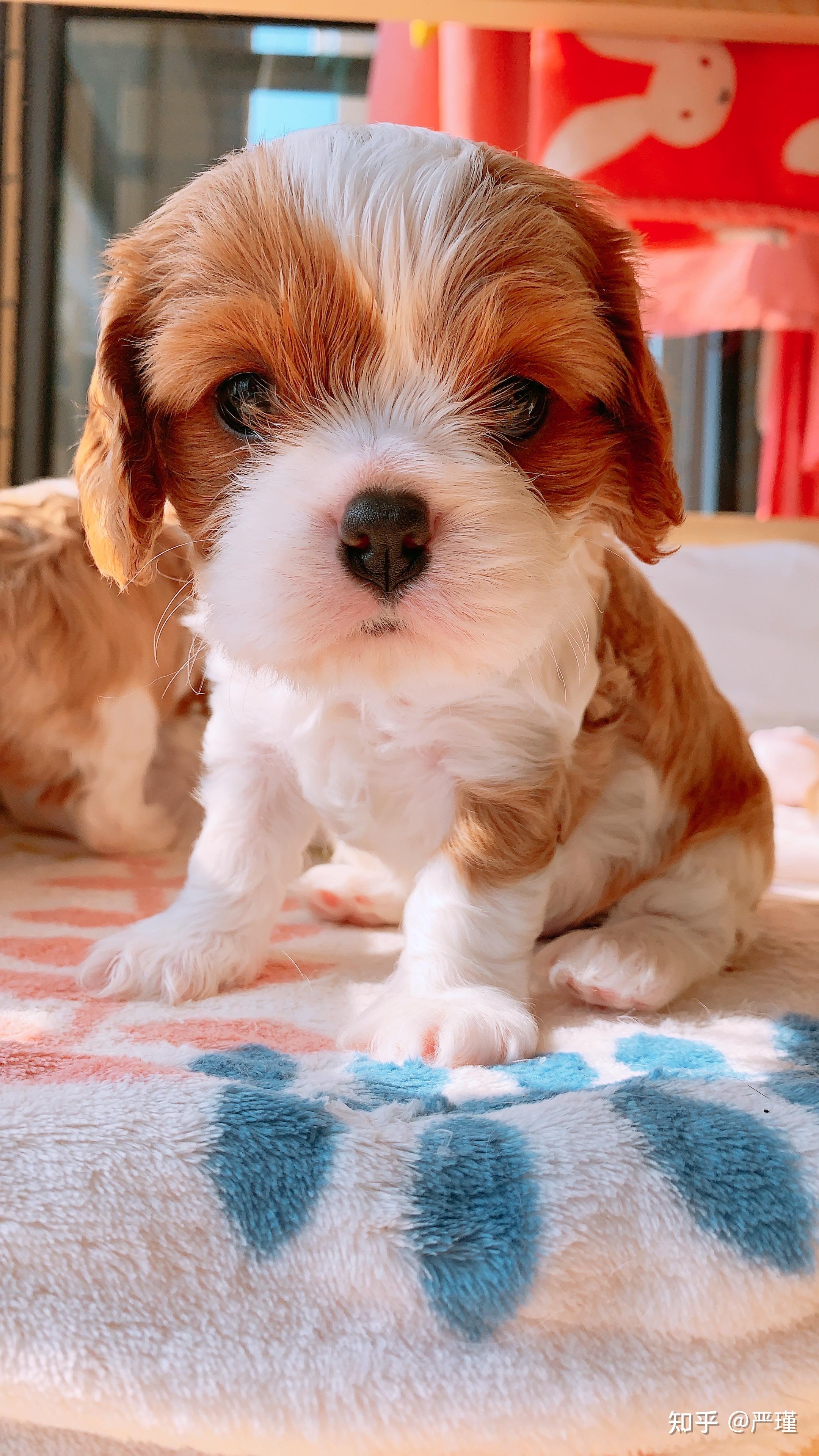 查理王小猎犬宝宝满月啦