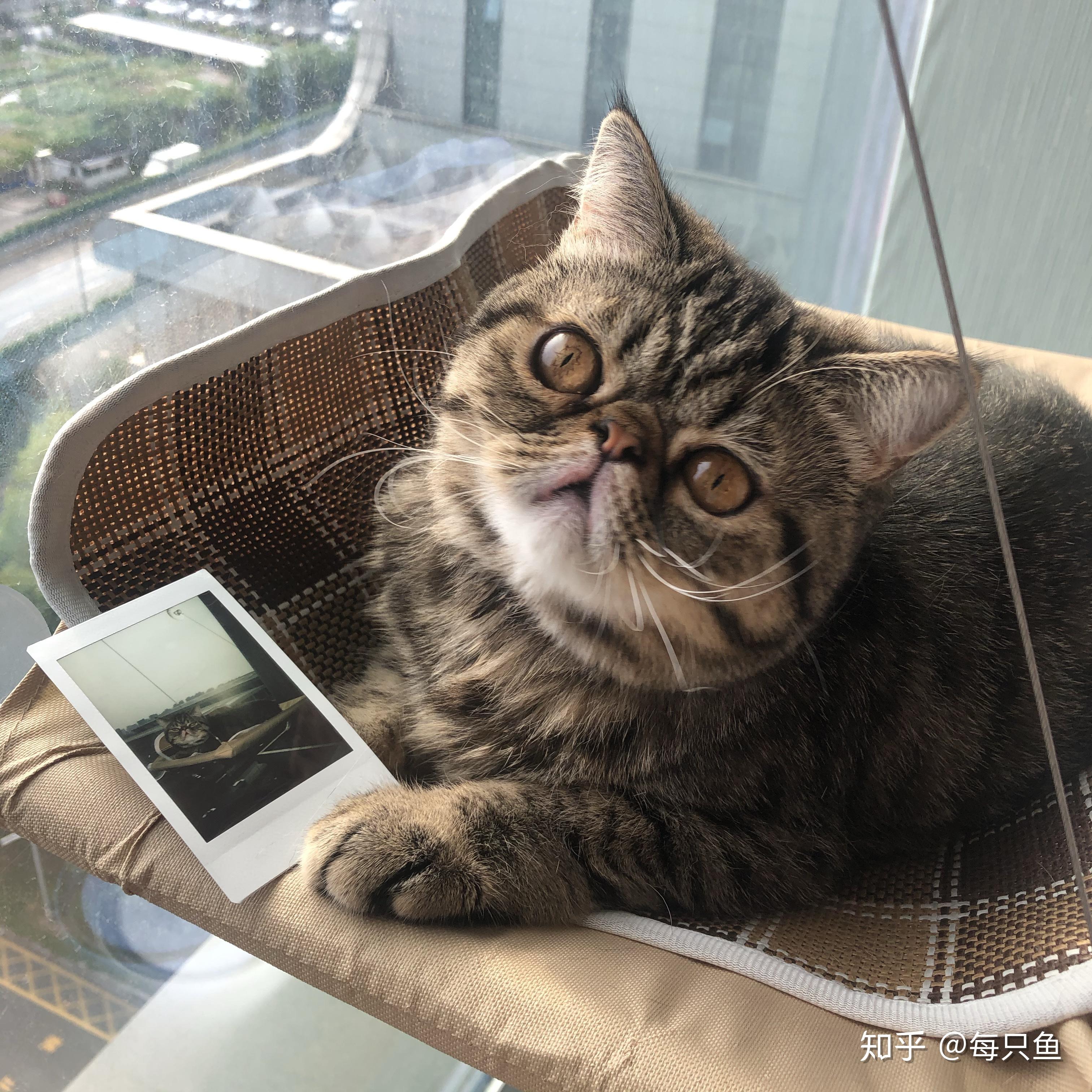 lulu是什么品种的猫