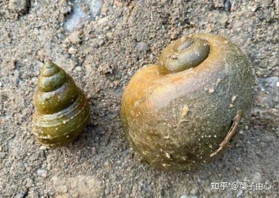 【螺卵净】河道、沟渠、水稻田里的福寿螺卵可以轻松灭杀和防控 - 知乎