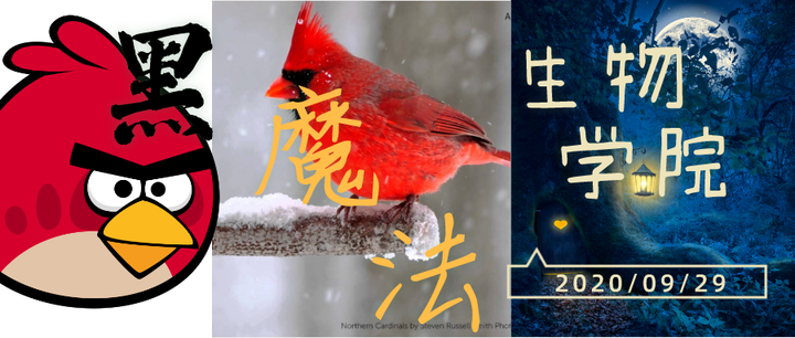 红雀 电影 知乎