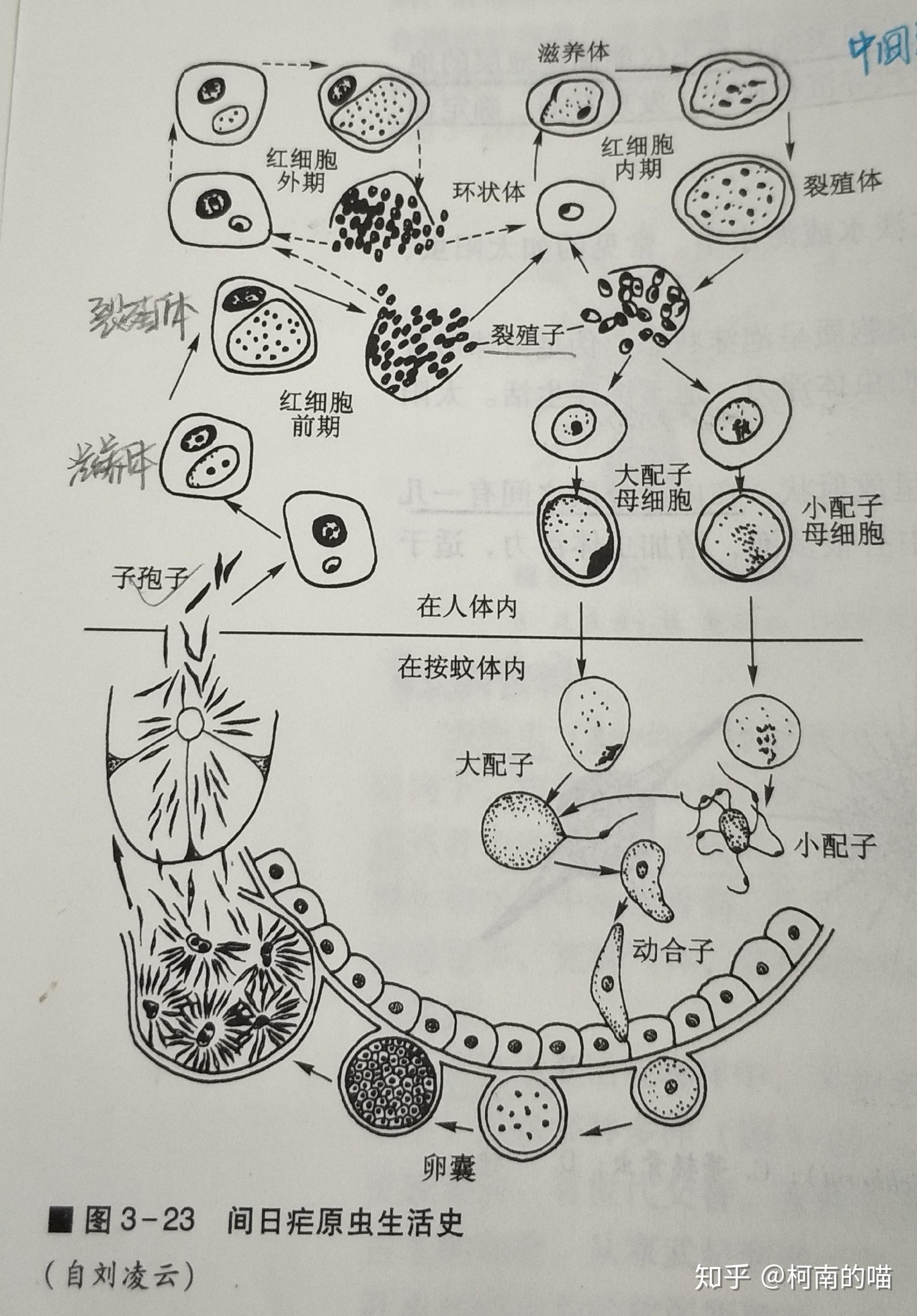 孢子虫生活史图片