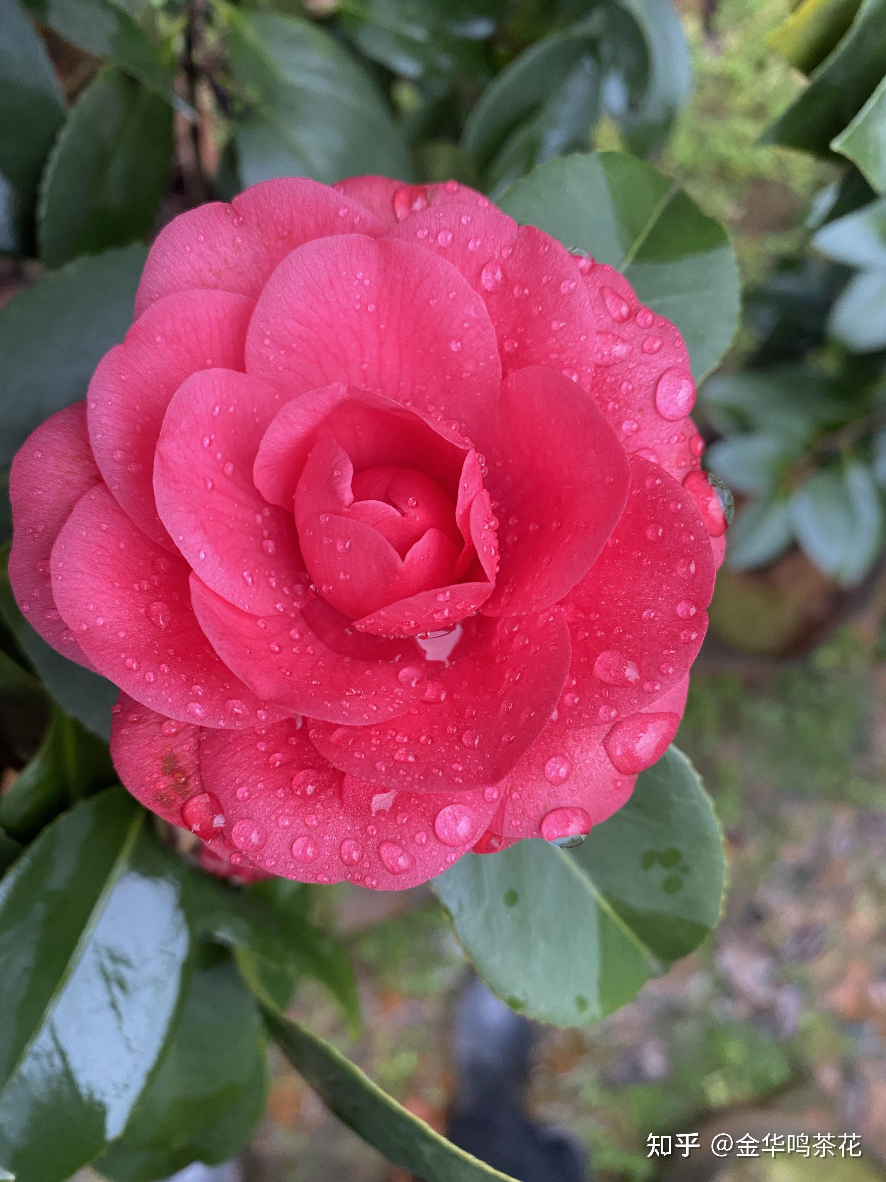 花仙子茶花 