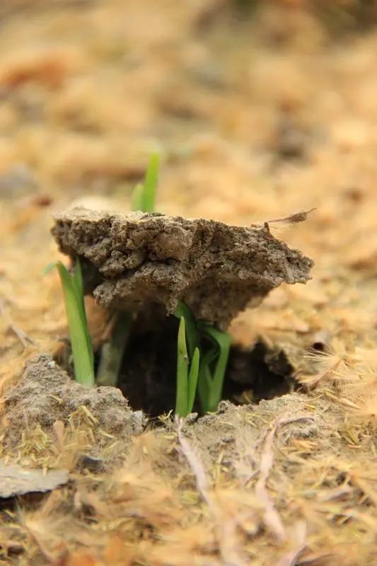 爆得力量厚積薄發破土而出爆得青春的力量爆得生命的力量