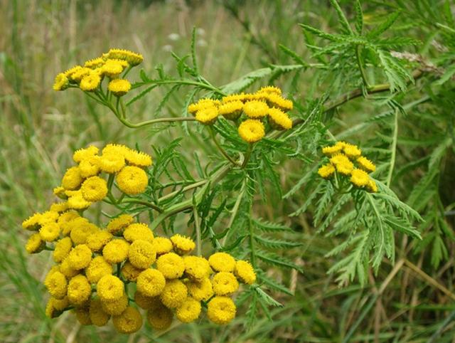 野外的黄菊花不要采有毒