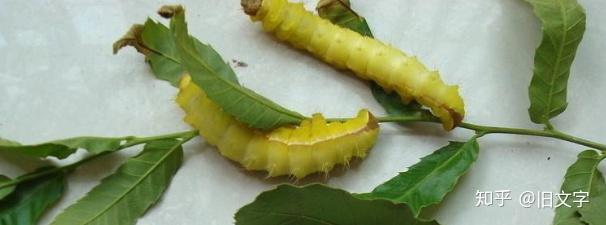 传说中的金蚕金蚕虽能敛财,但是养蛊容易送蛊难,金蚕尤其喜欢丝绸