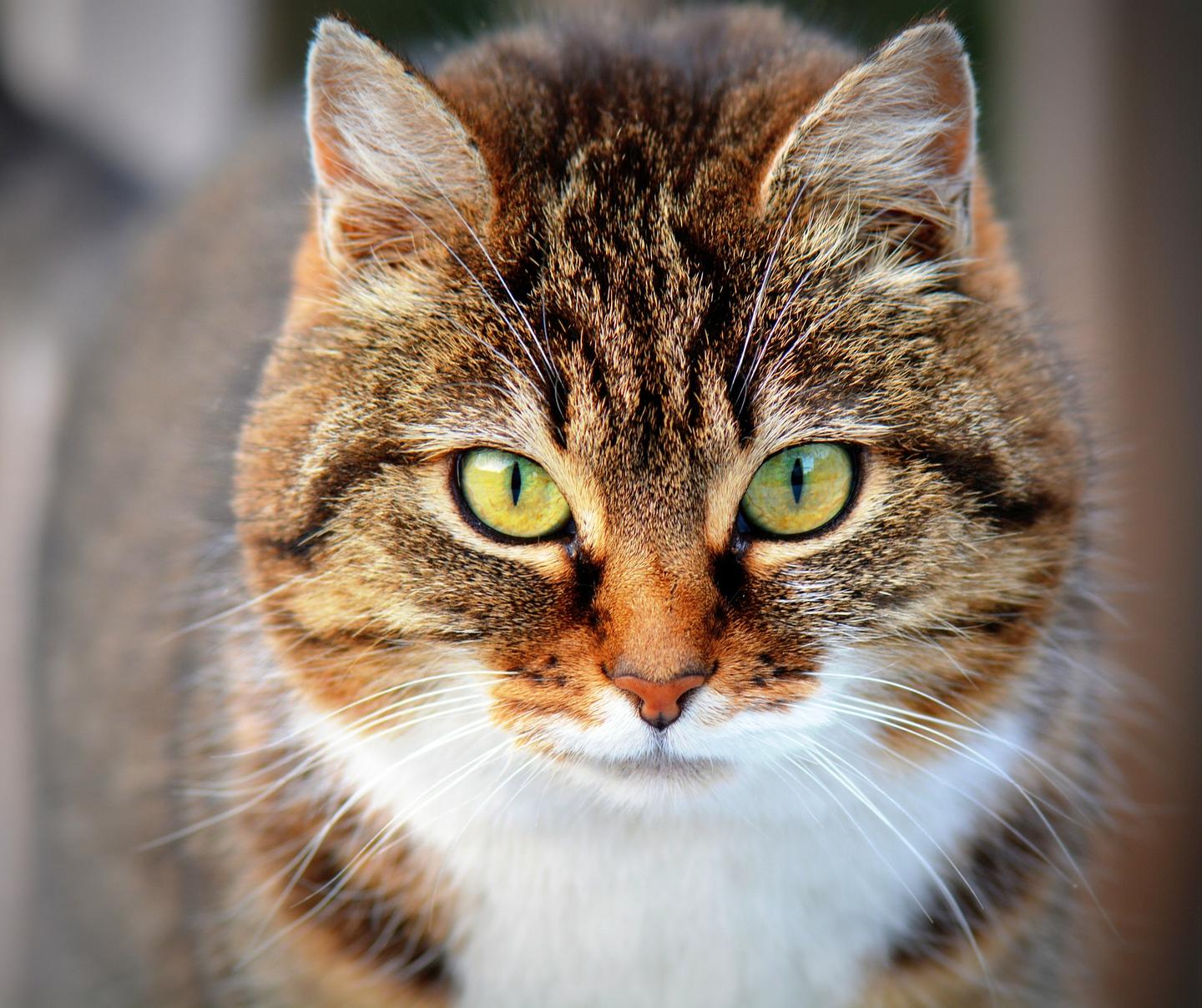 猫咪常见眼部问题汇总- 知乎