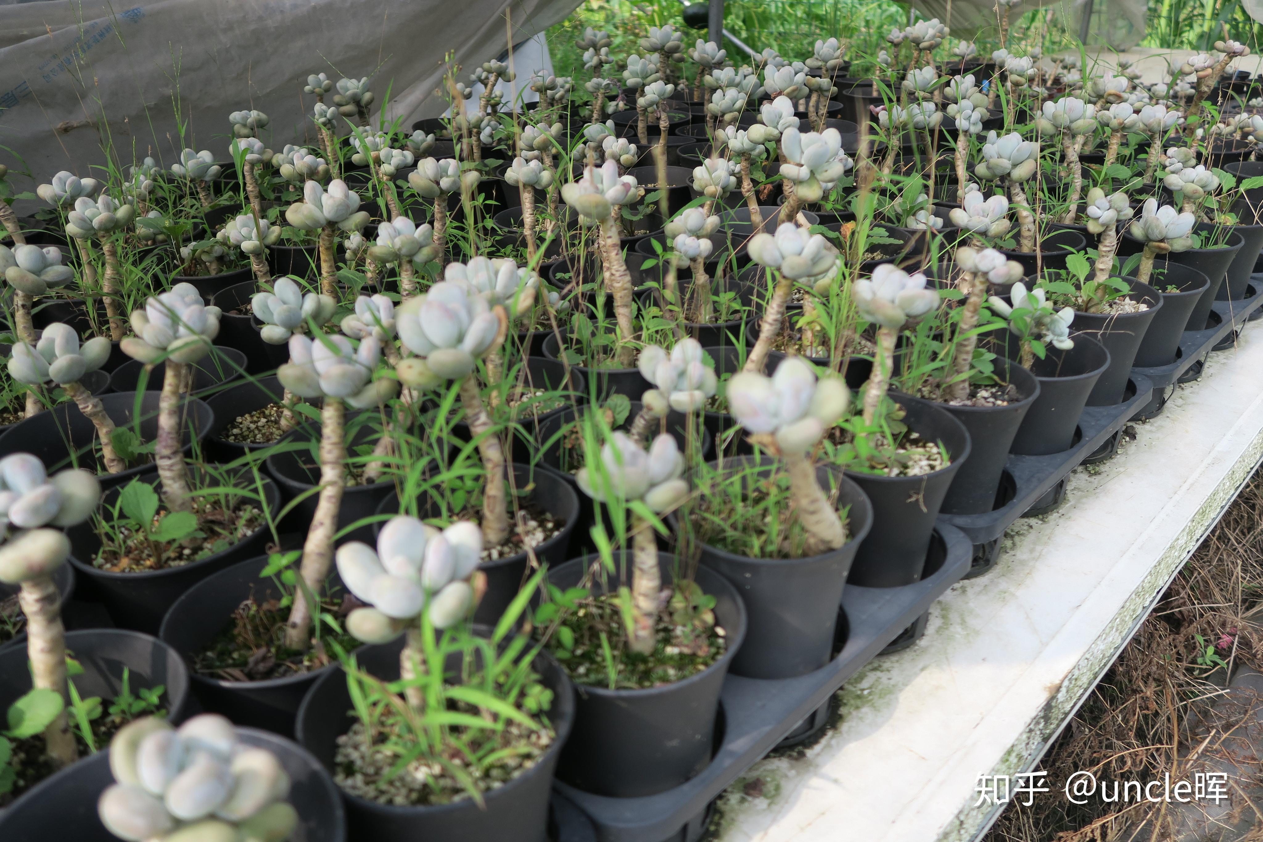 探访多肉大棚 - 知乎