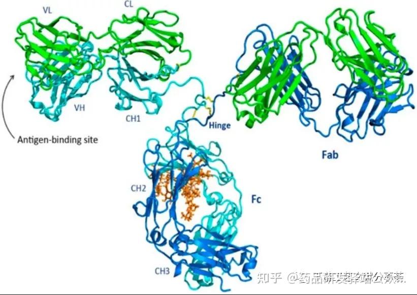 抗體的結構和功能