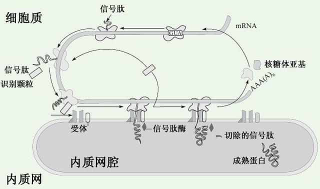 信号肽优化网站 zhuanlan.zhihu.com