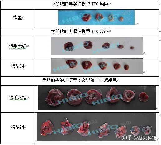 動物疾病模型之心肌缺血再灌注赫貝科技