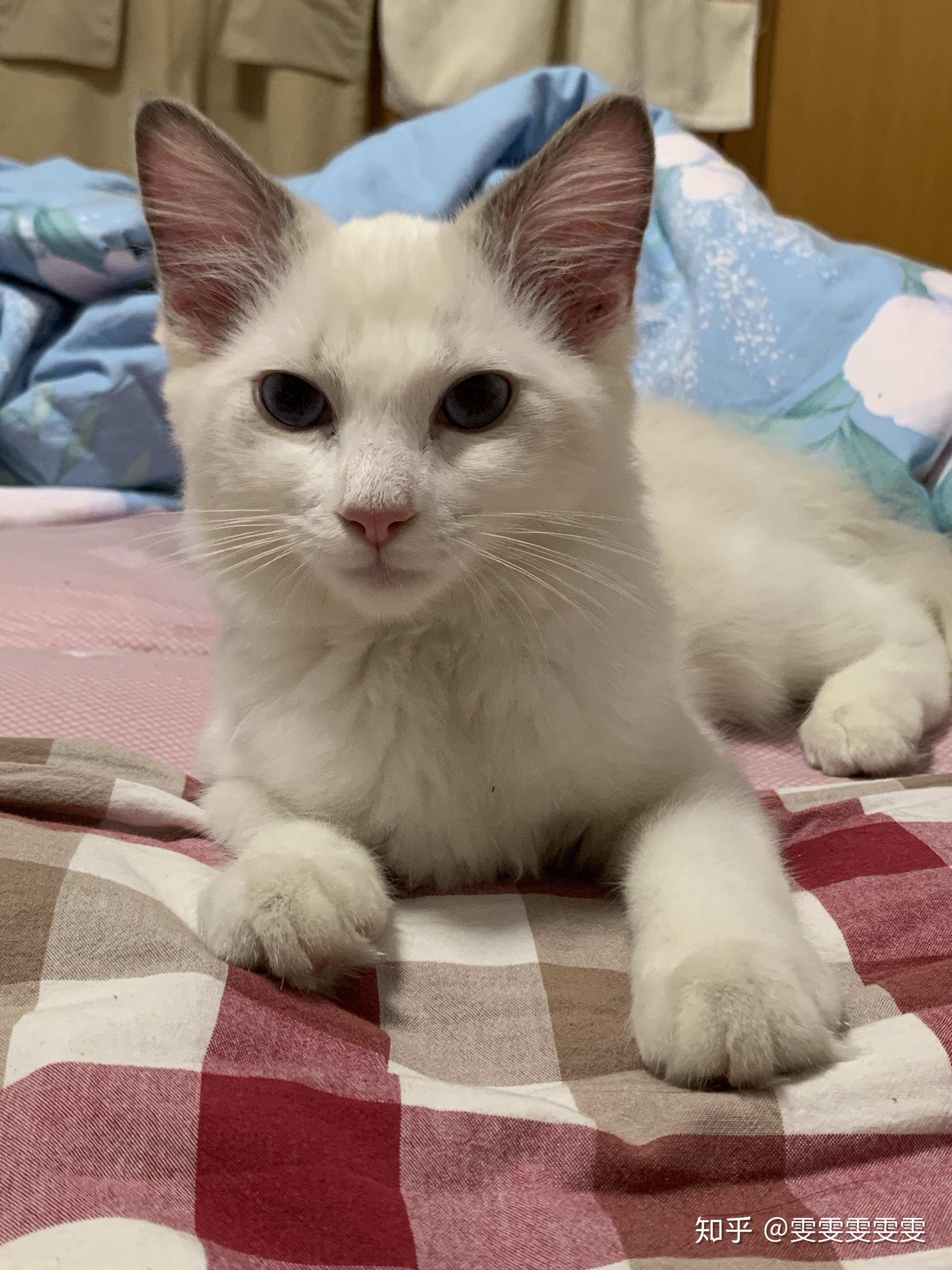 布偶小时候尖嘴猴腮,长大会变好看吗?
