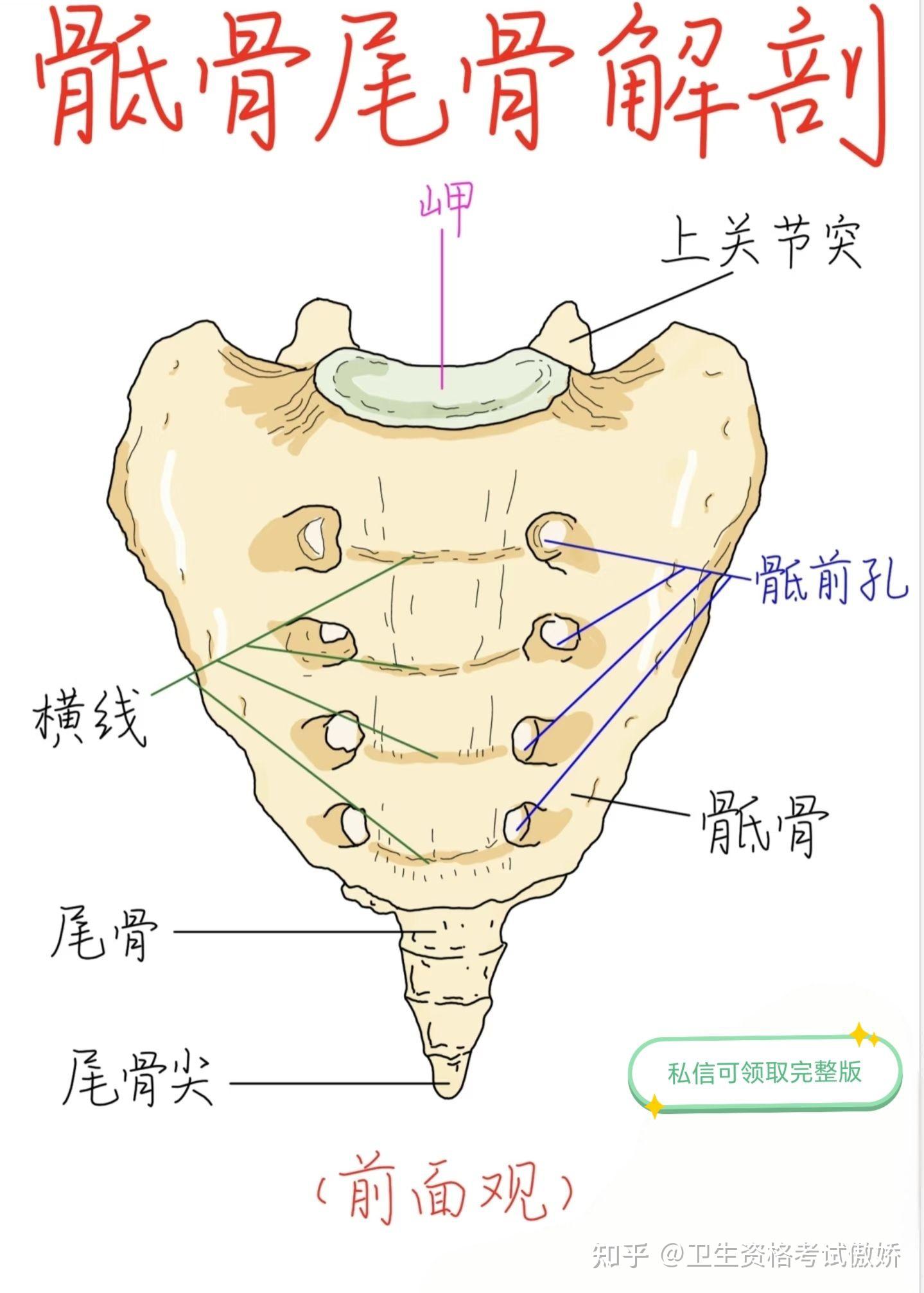 骶骨尾骨解剖 - 知乎
