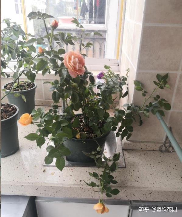 蓝妖月季花为什么总是细细弱弱的一开花就垂头