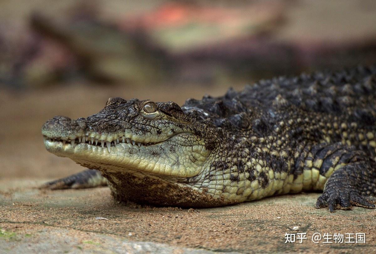 湄南河鳄鱼图片