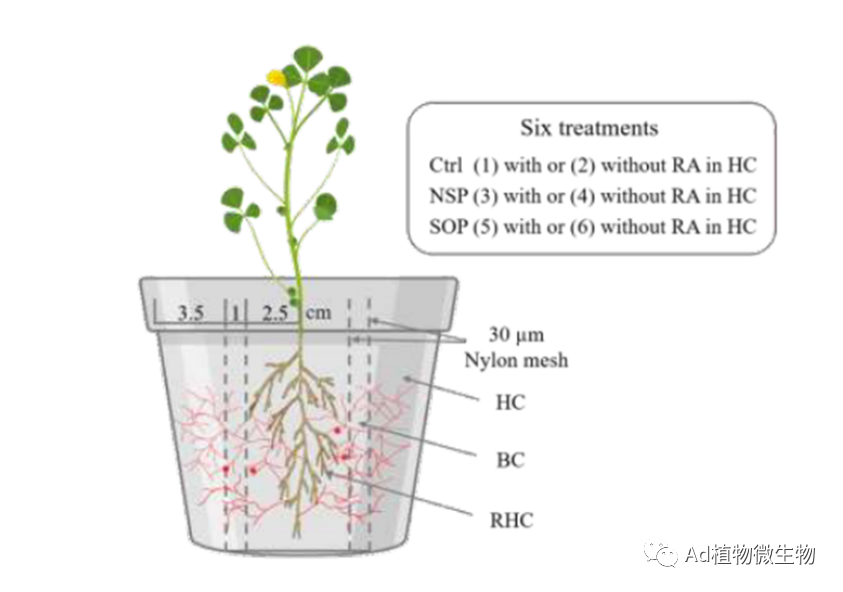 Environmental Microbiology | 研究揭示菌丝际互作影响植物菌根共生碳磷交换的机制! - 知乎