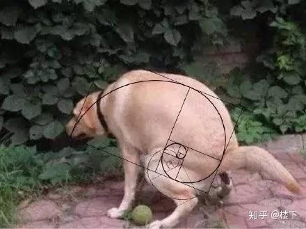 每次看到黄金螺旋我都觉得特别神奇.这是最臭大街的构图法了.