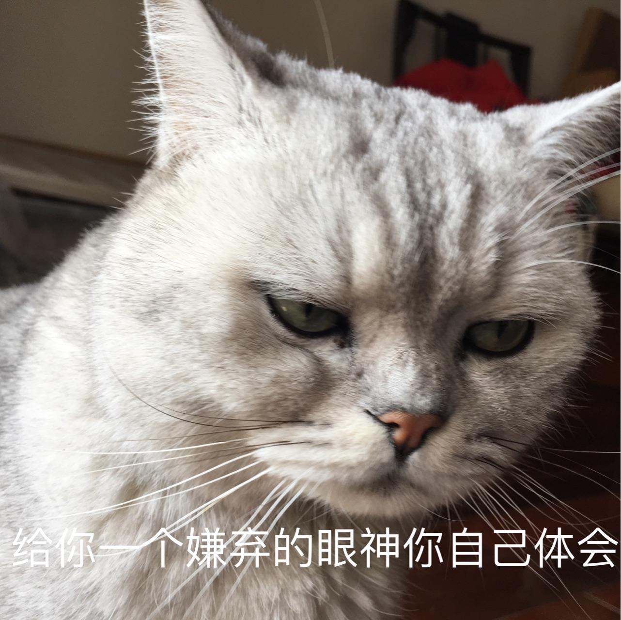 自己养的猫做的哪些表情包让你觉得最为惊艳