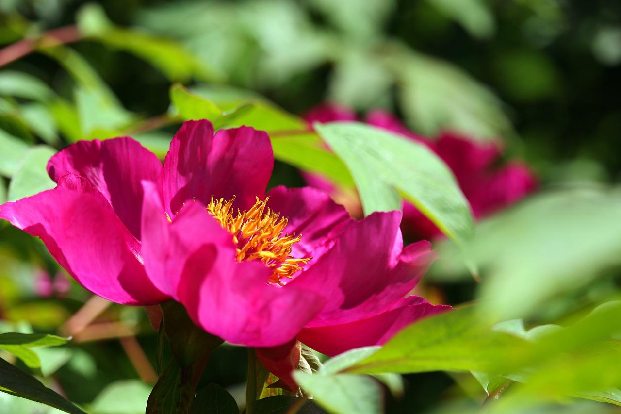 上海附近哪里有牡丹