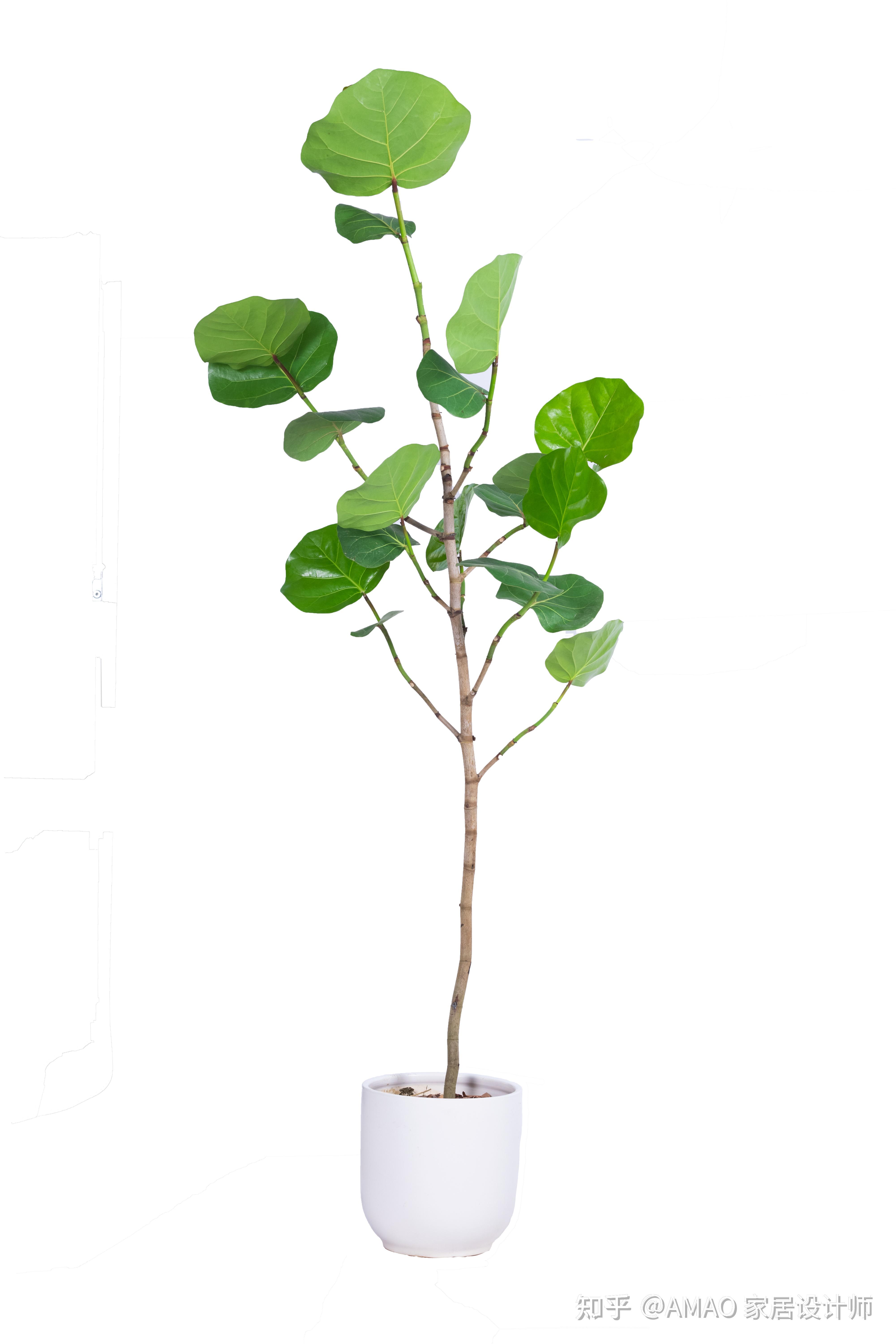 设计师推荐的室内盆栽 海葡萄 - 知乎