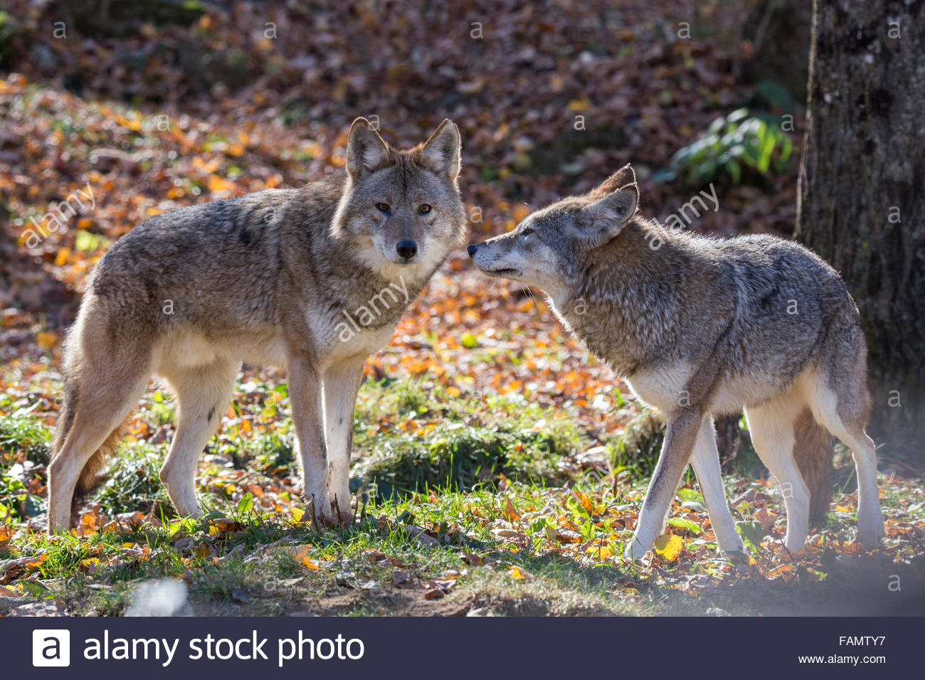 coywolf,汉语译为"科伊狼",指所有狼和郊狼杂交的混血狼,玄狼(红狼)