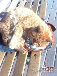 我国历年发生虐猫行为一览- 知乎