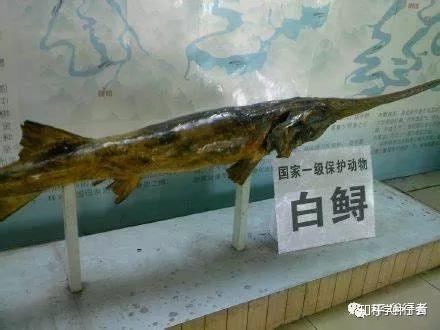 如何看待长江所专家正式宣告中国淡水鱼之王长江白鲟已于20052010年间