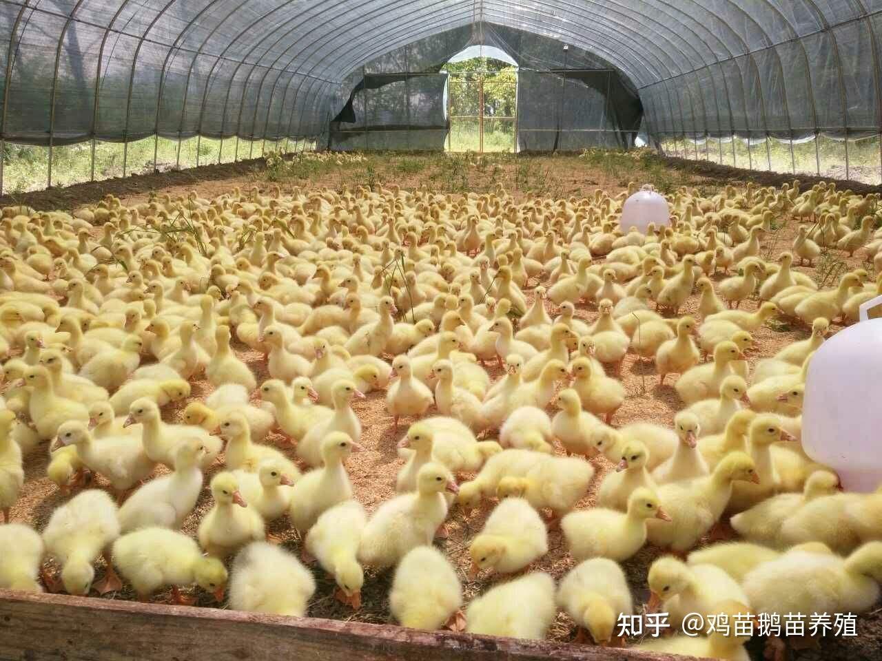 小鹅怎么养才能成活率更高新手养鹅需要注意什么