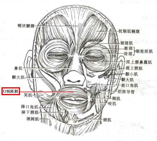 唇裂继发畸形修复术中口轮匝肌修复有多重要