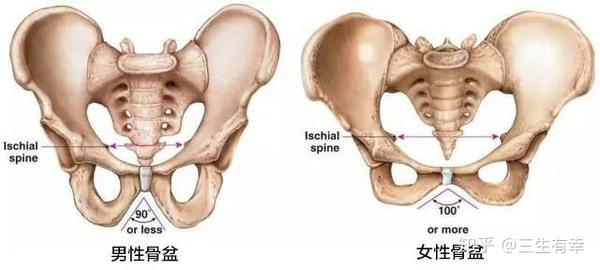 五个动作帮您缓解耻骨联合分离痛 消除假胯宽 知乎